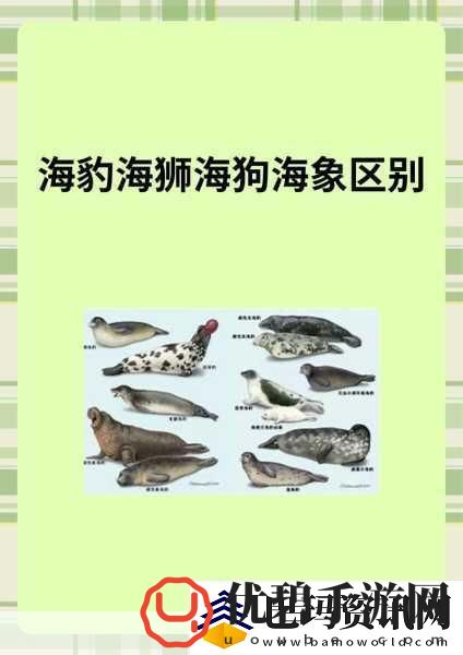 AAAA级毛皮最火的一句透露了中文社区开放信息深度解析AAAA级毛皮在中文社区的热潮与趋势