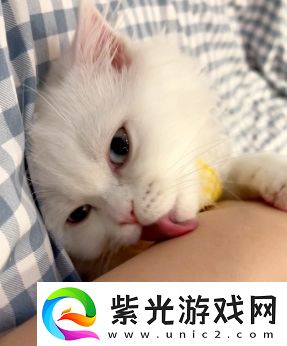 舔猫型是什么梗络用语-舔猫型梗意思及出处分享