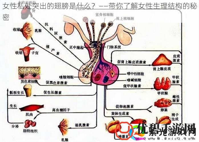 女性私处突出的翅膀是什么——带你了解女性生理结构的秘密