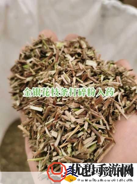 双管齐下TXL金银花怎么使用