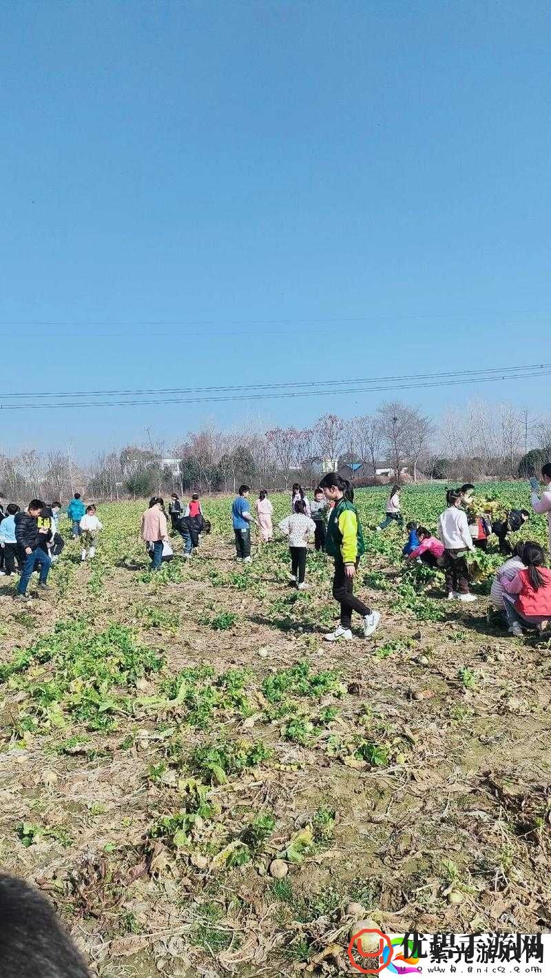 拔萝卜：有趣的传统田园活动