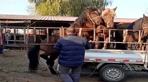 chinese小马拉大车video：看小马如何在艰难环境中展现惊人力量与智慧，感受传统与现代的完美结合！