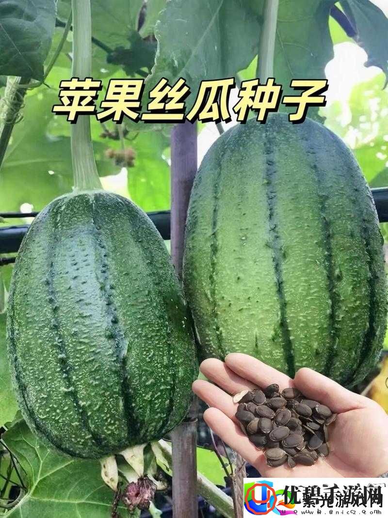 草莓香蕉榴莲丝瓜：美味水果与蔬菜的奇妙组合