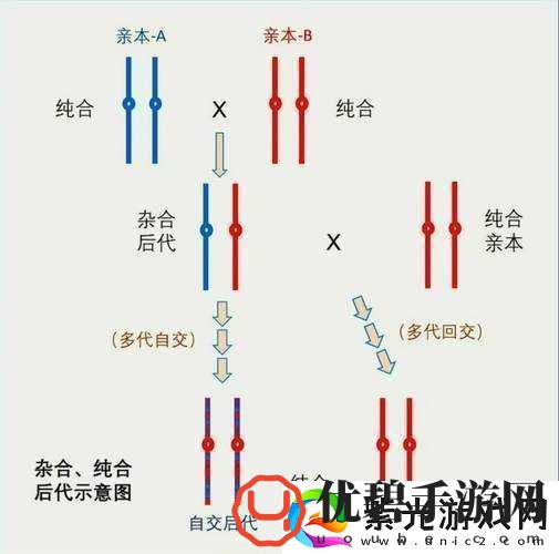 如何实现多-P-大杂交及注意事项：让你的繁育之路更加顺畅